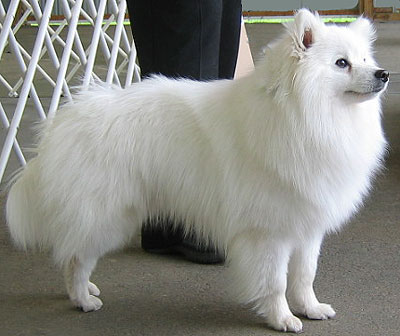 Pure White American Eskimo Dog Picture