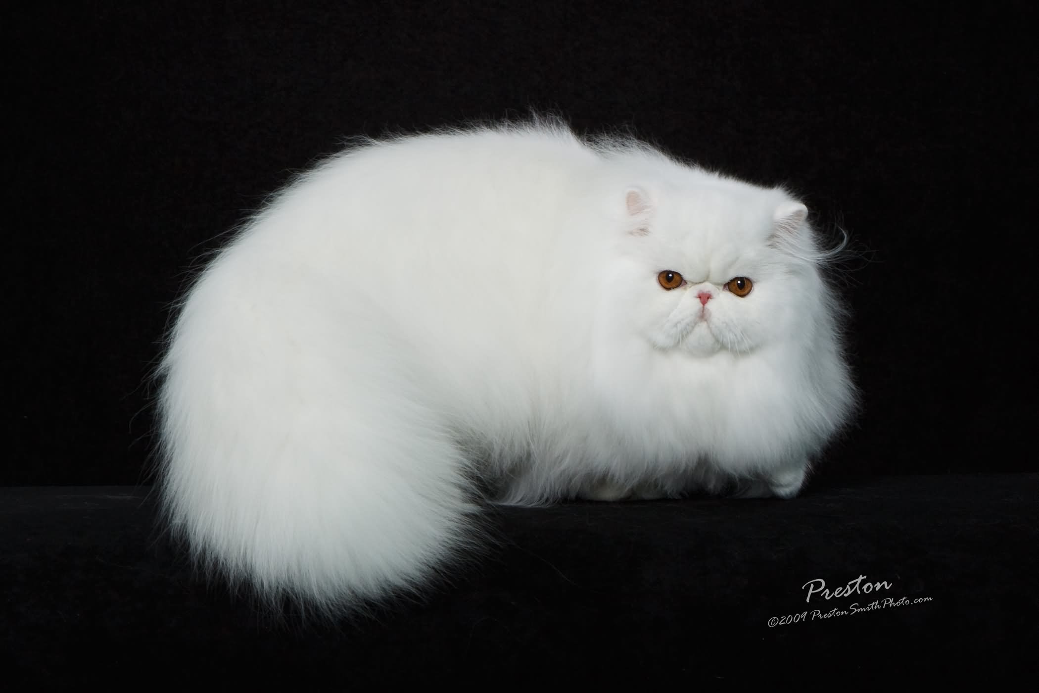 Pure White Himalayan Cat Sitting