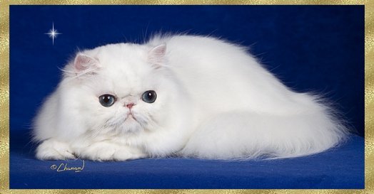 Pure White Himalayan Cat