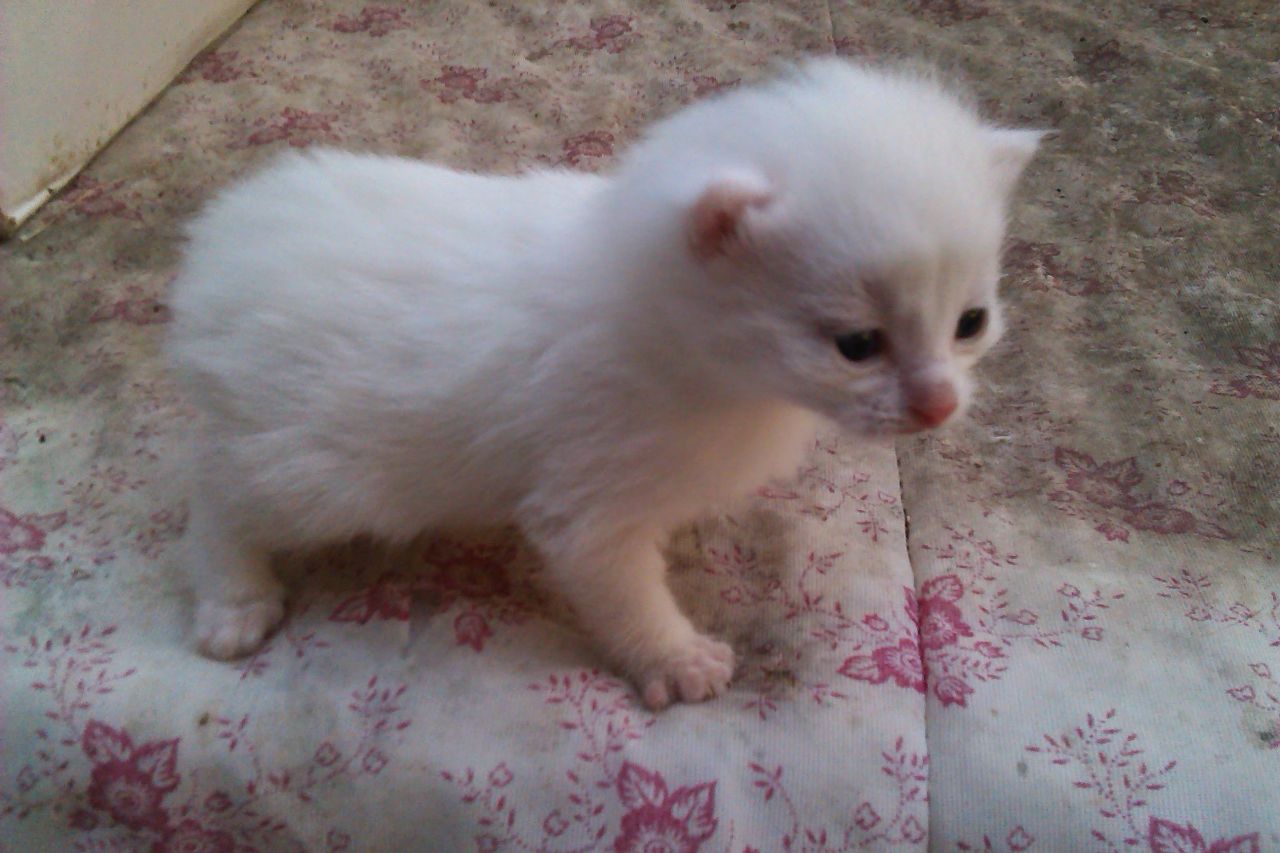 Pure White Miniature Manx Kitten On Bed