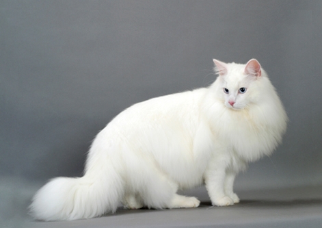 Pure White Norwegian Forest Cat