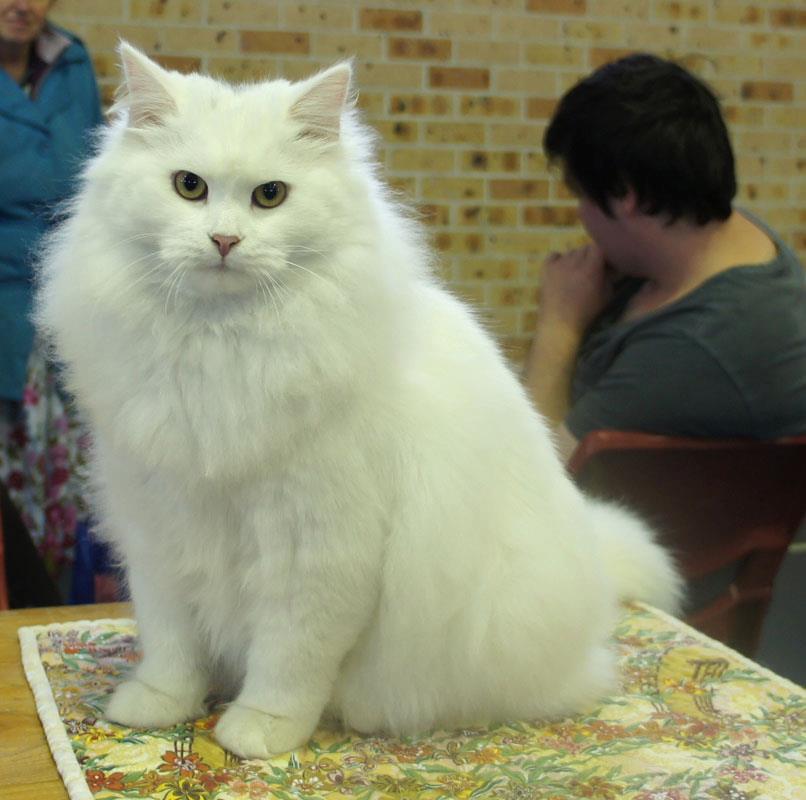 Pure White Siberian Cat Sitting On Table