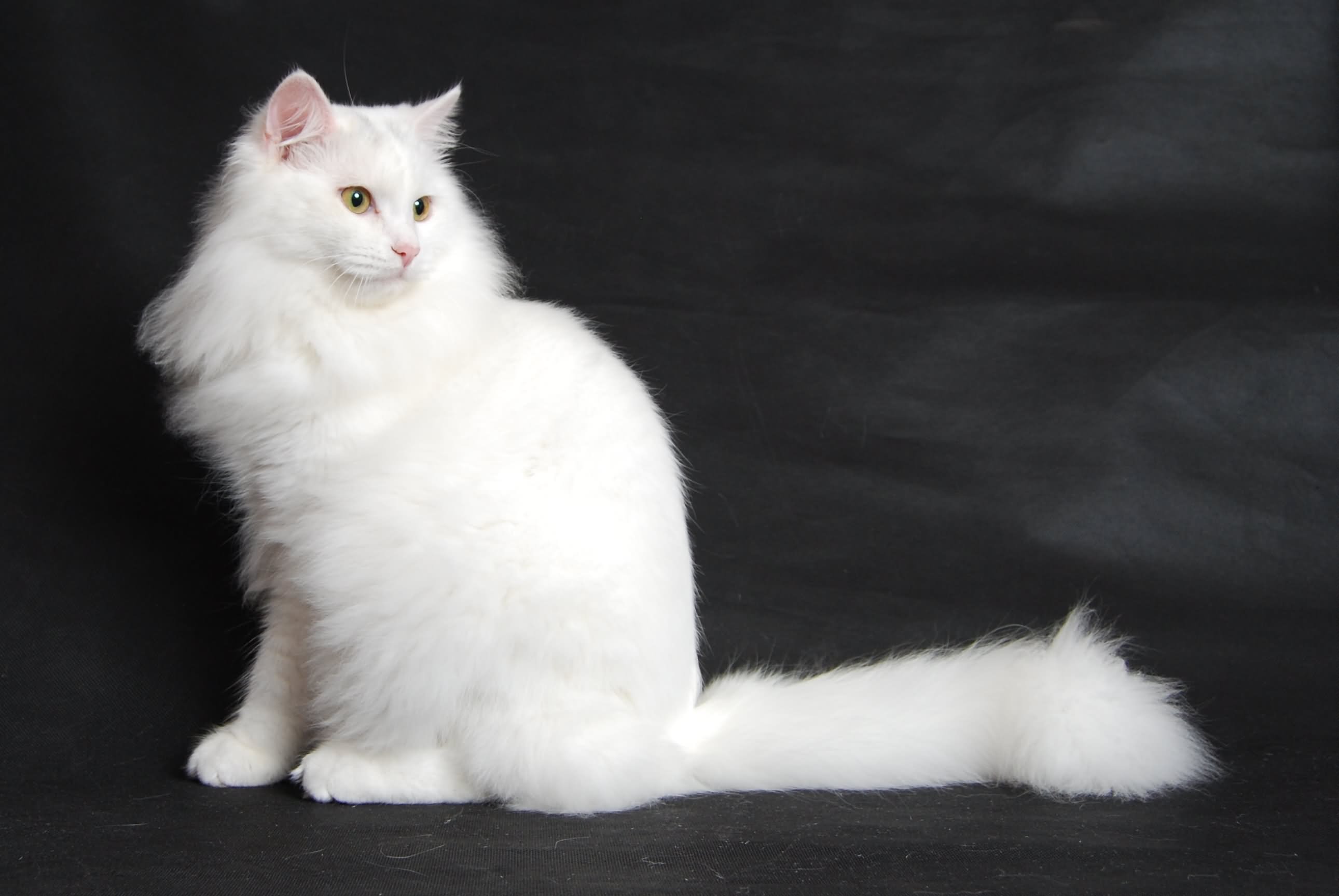 Pure White Siberian Cat Sitting
