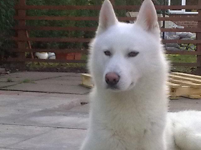 Funny White Husky Puppies For Sale Uk