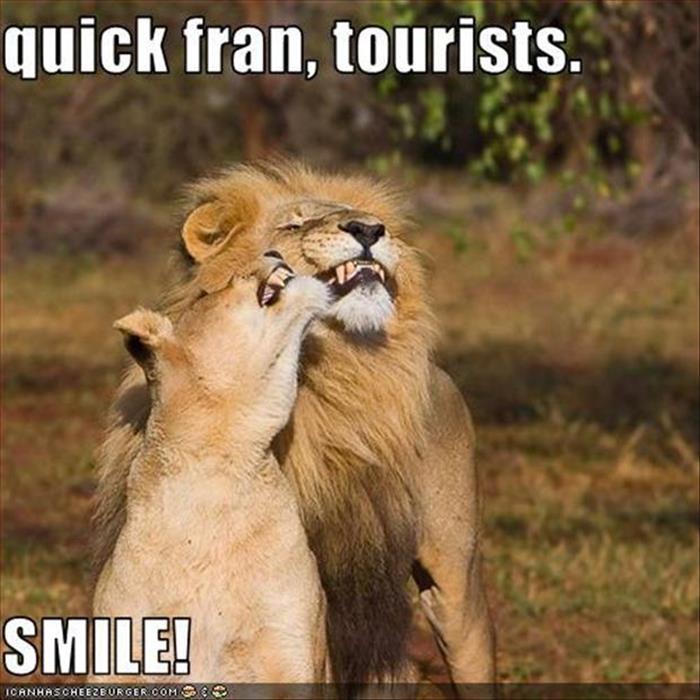 Quick Fran Tourists Funny Lion Couple Smiling