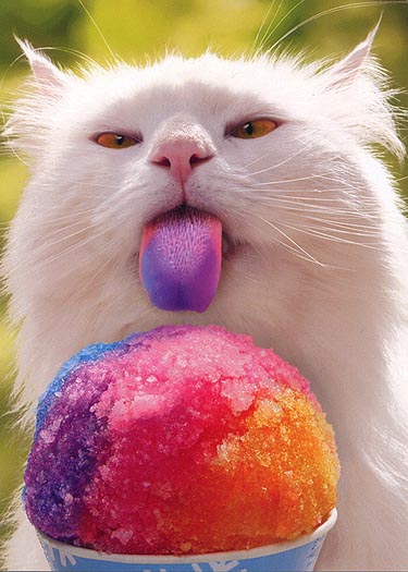 Rainbow Slurpee Tongue Funny Cat Picture