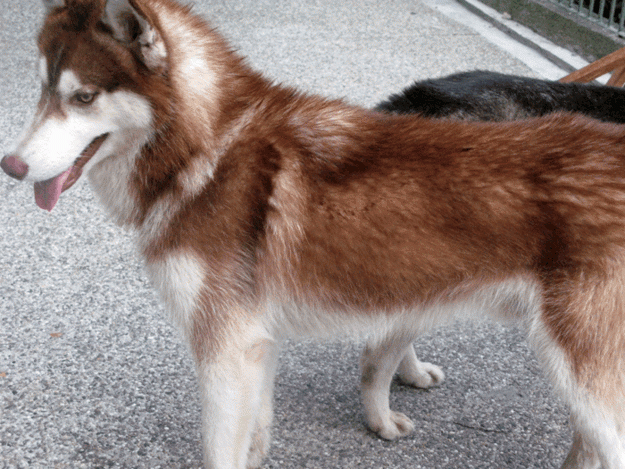 Red Siberian Husky Dog On Road