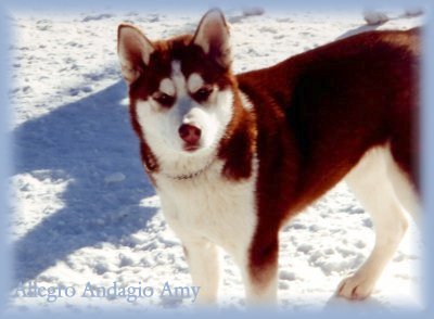 Red Siberian Husky Dog On Snow