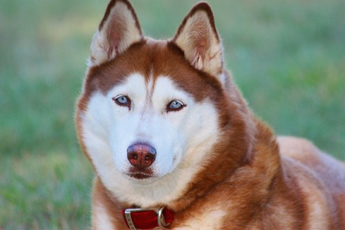 Red Siberian Husky Dog Picture