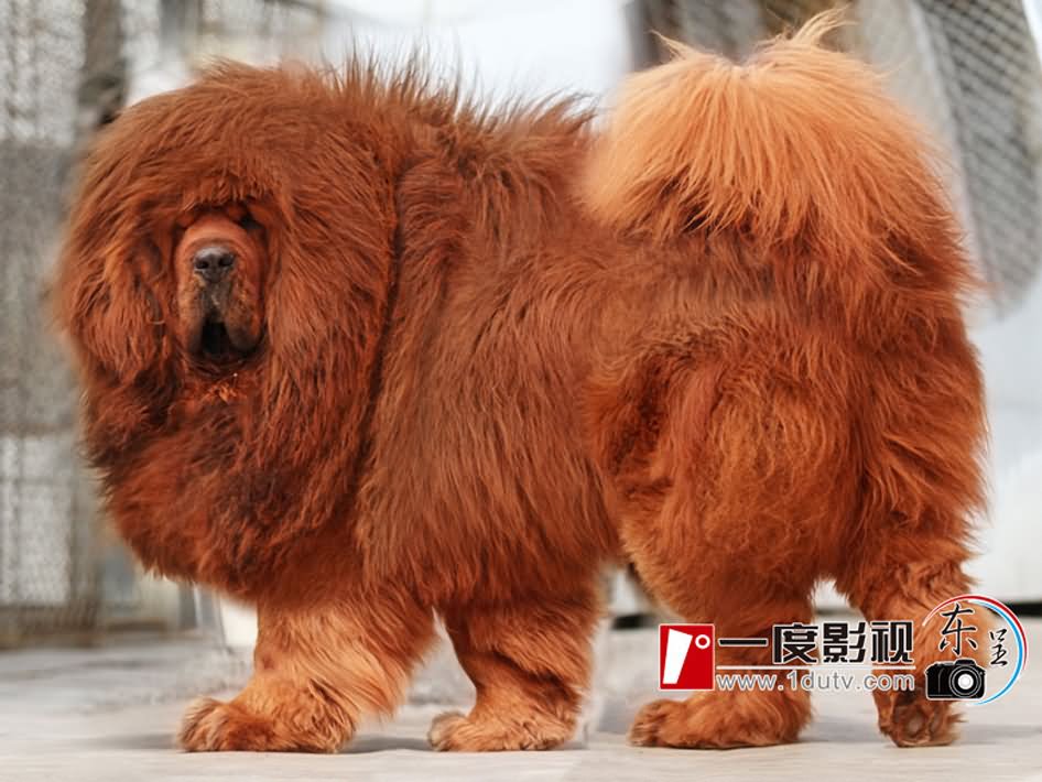 Red Tibetan Mastiff Dog Photo