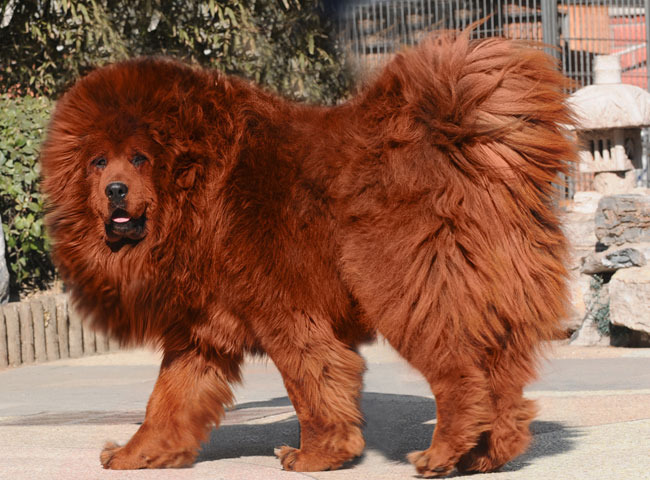 Red Tibetan Mastiff Dog