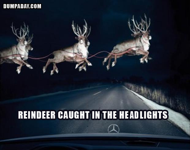 Reindeer Caught In The Headlights Funny Picture
