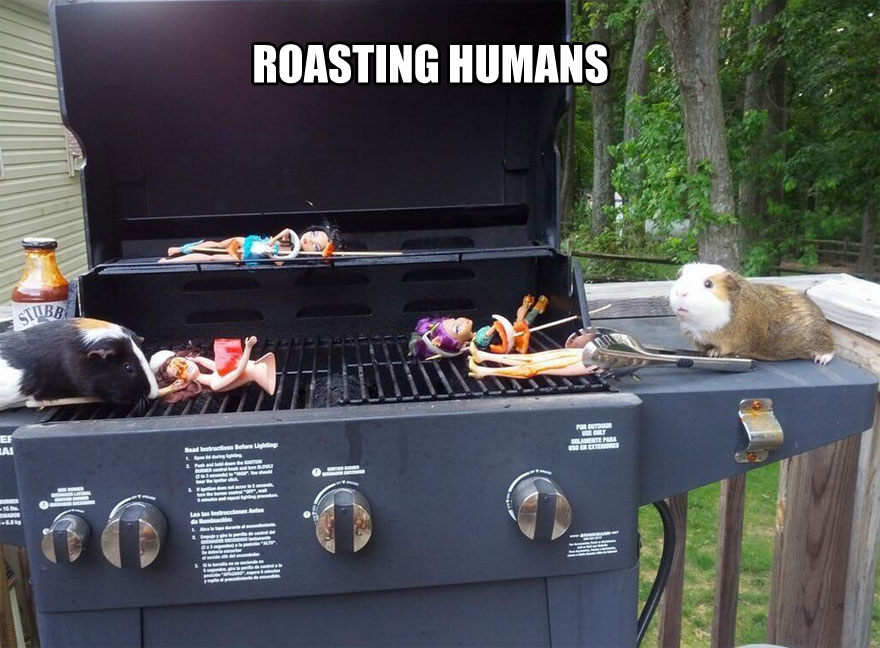 Roasting Human Funny Guinea Pig Picture