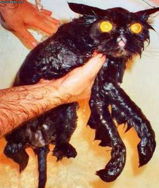 Scared Face Funny Wet Cat Picture