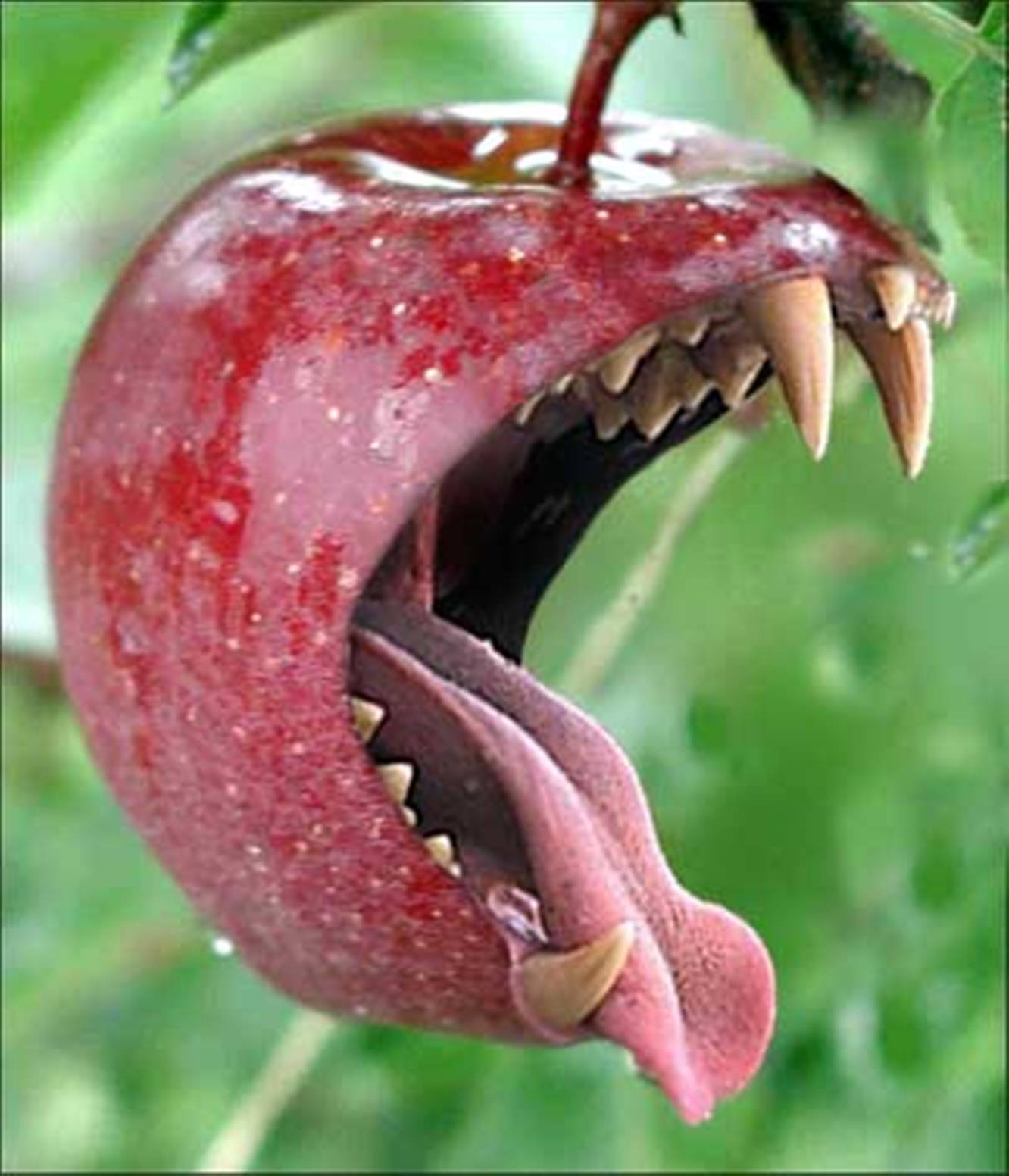 Scary Face Apple Showing Funny Tongue