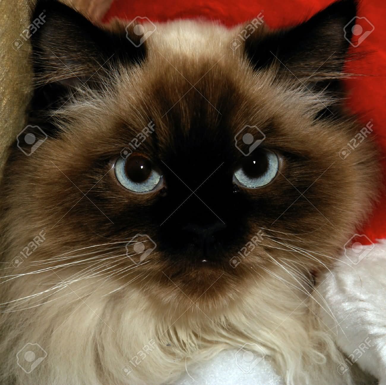 Seal Point Himalayan Cat Face Picture
