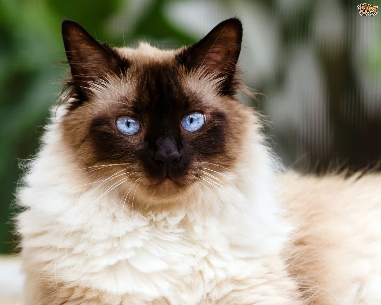 Seal Point Himalayan Cat With Blue