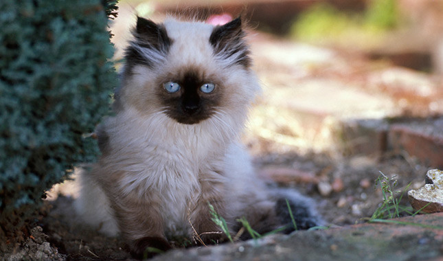 Seal Point Himalayan Kitten Picture