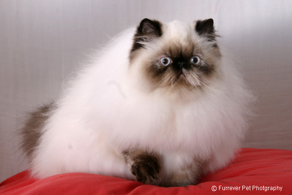 Seal Point White Himalayan Cat