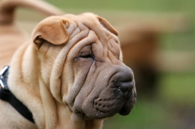 Shar Pei Dog Face Picture