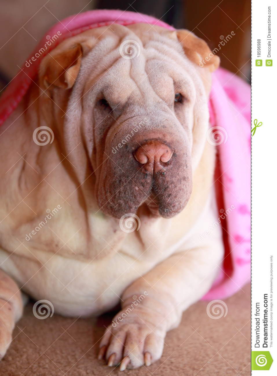 Shar Pei Dog Under Pink Blanket