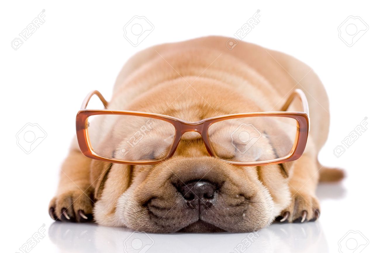 Shar Pei Dog Wearing Eyeglases