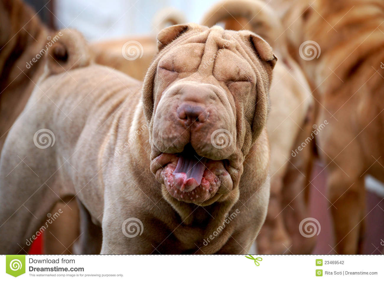 Shar Pei Dog Yawning