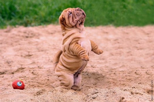 Shar Pei Puppy Playing Outside