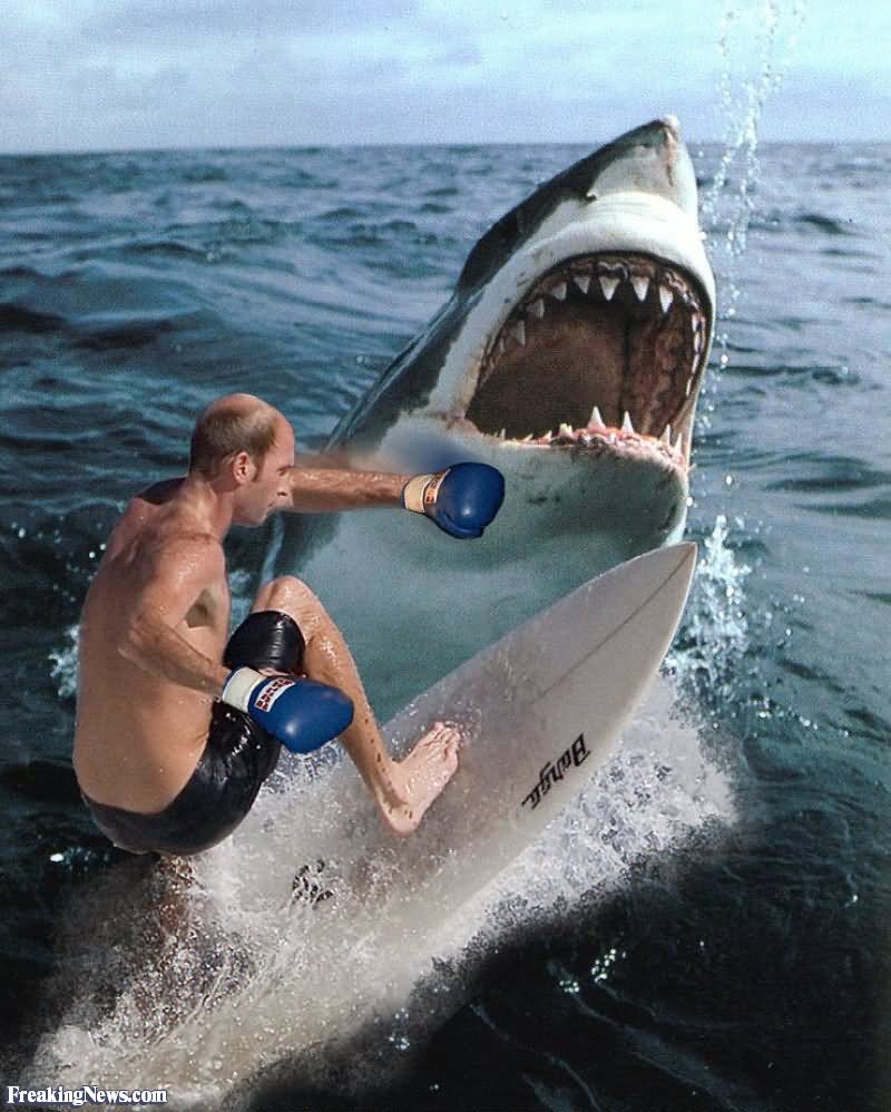 Shark Attack Funny Surfing Image