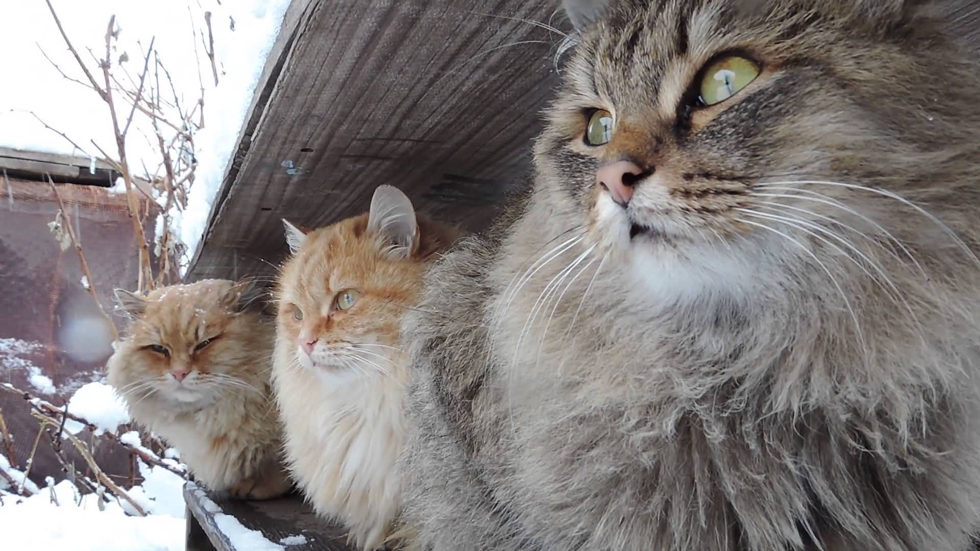 Siberian Cat During Winter