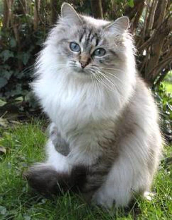 Siberian Cat Sitting On Grass