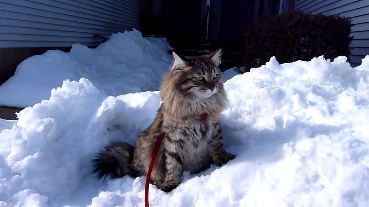Siberian Cat Sitting On Snow Picture