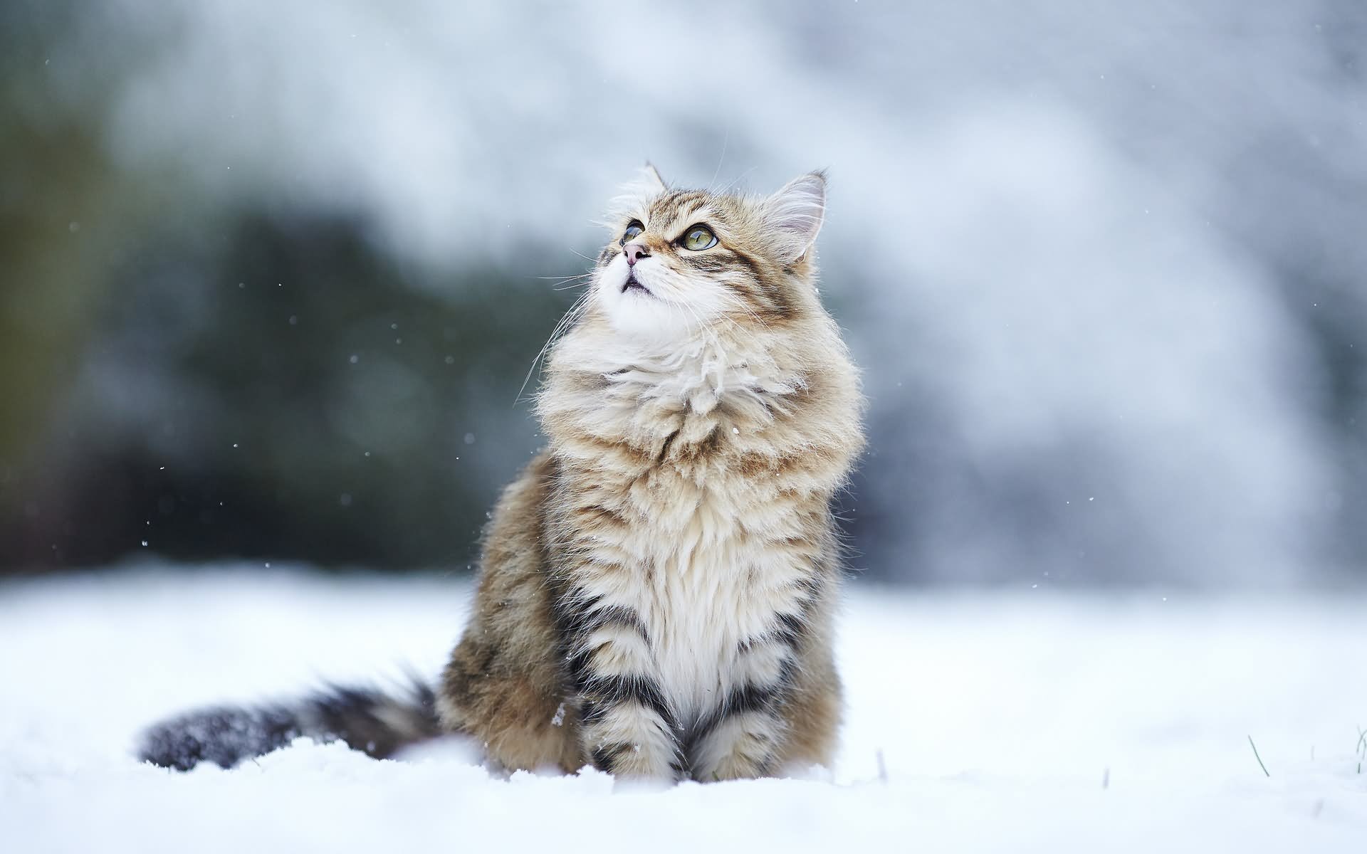 Siberian Cat Sitting On Snow