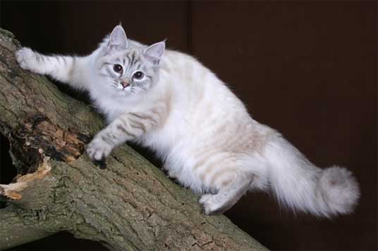 Siberian Cat Sitting On Tree