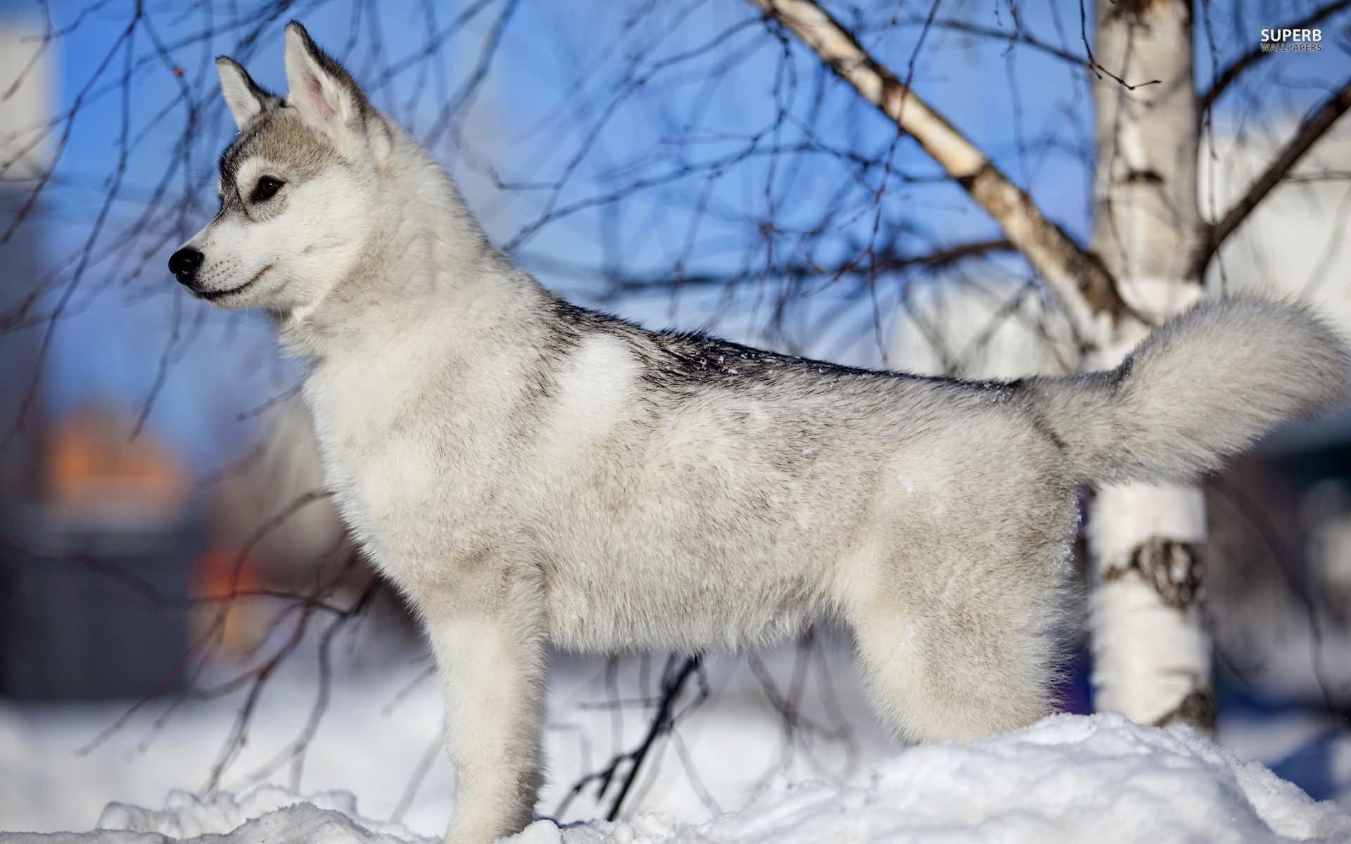 Siberian Husky Puppy In Snow Wallpaper