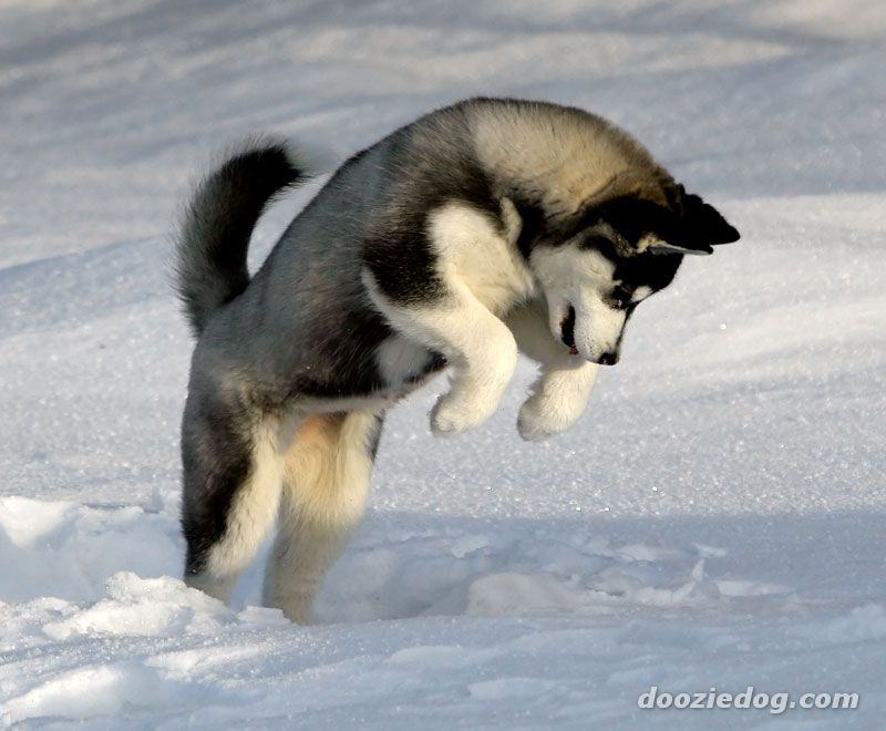 Siberian Husky Puppy Jumping On Snow
