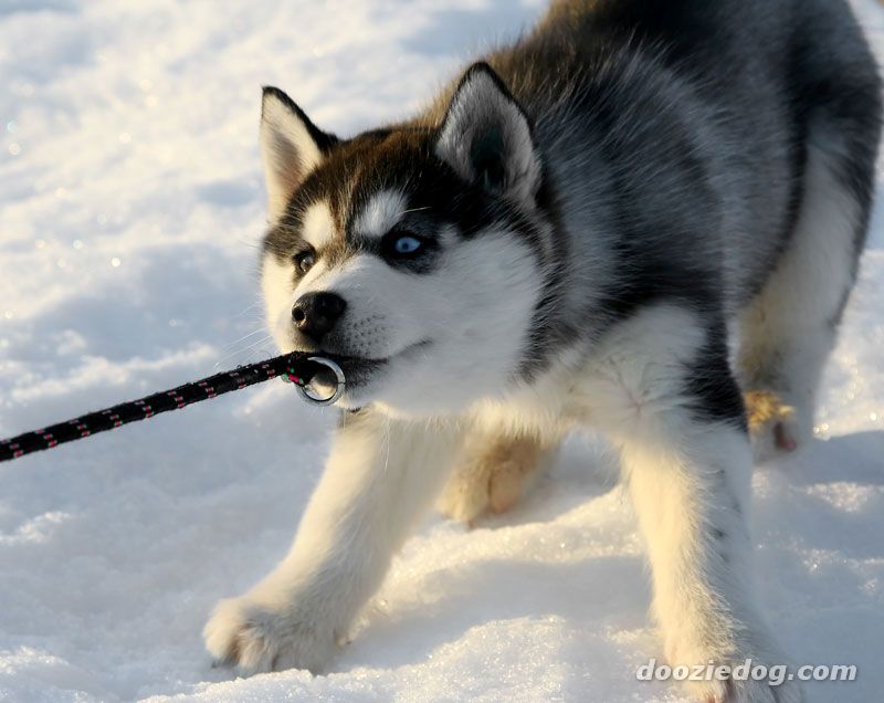 Siberian Husky Puppy On Snow
