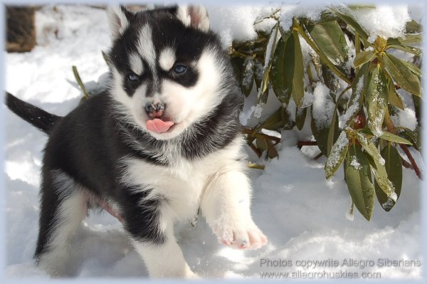 Siberian Husky Puppy Playing In Snow