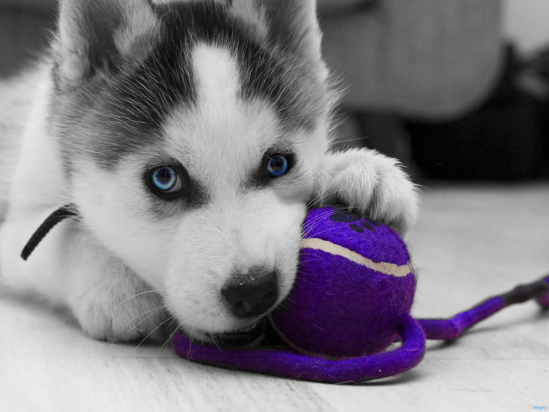 Siberian Husky Puppy Playing With Ball