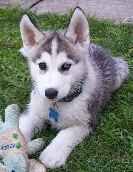 Siberian Husky Puppy Playing With Toy Sitting On Grass