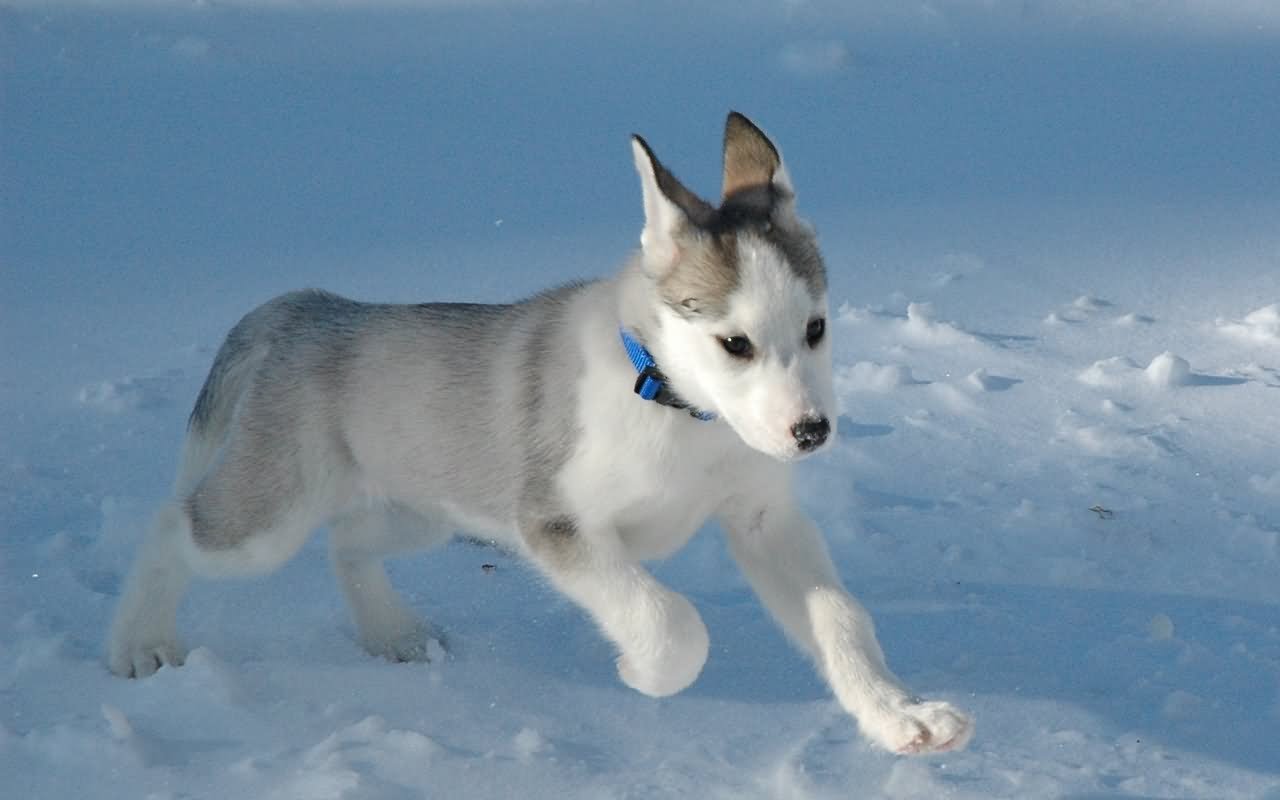 Siberian Husky Puppy Running On Snow