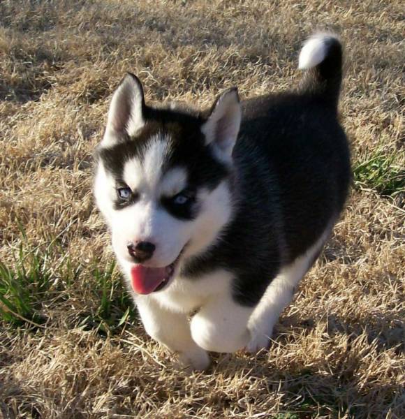 Siberian Husky Puppy Running