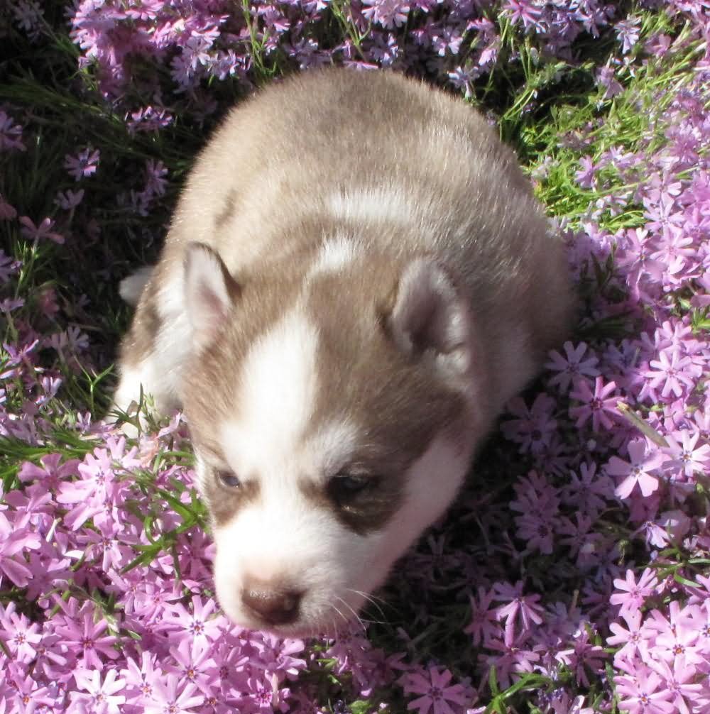 Siberian Husky Puppy Sitting In Flowers