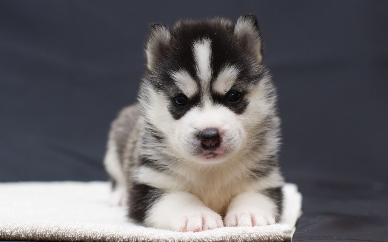 Siberian Husky Puppy Sitting Picture
