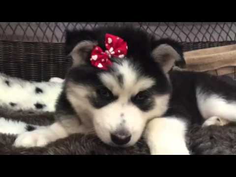 Siberian Husky Puppy With Red Bow