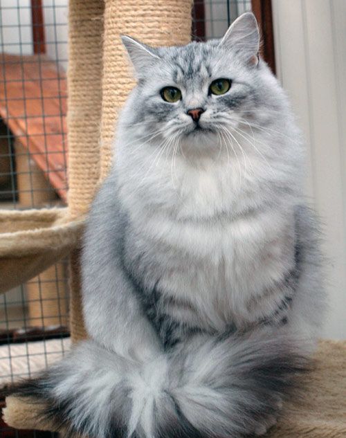 Silver Siberian Cat Sitting