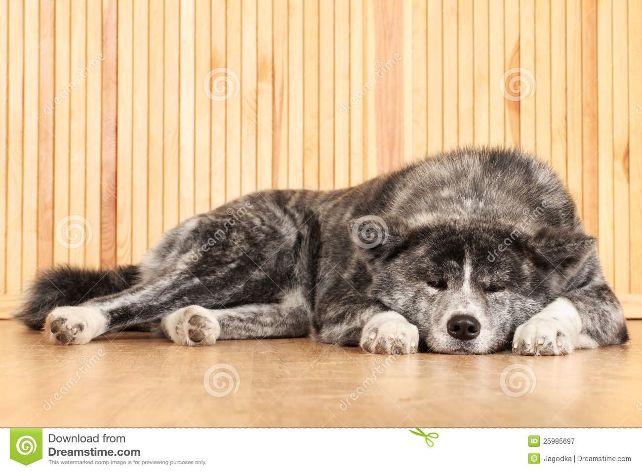 Sleeping Akita Dog