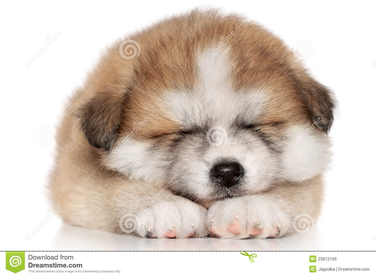 Sleeping Akita Puppy Picture