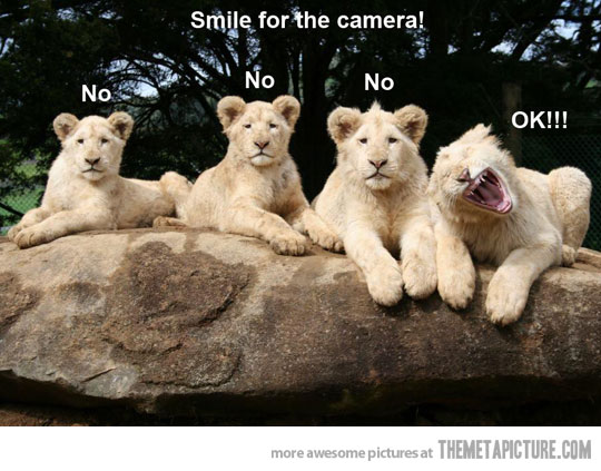 Smile For Camera Funny Lioness