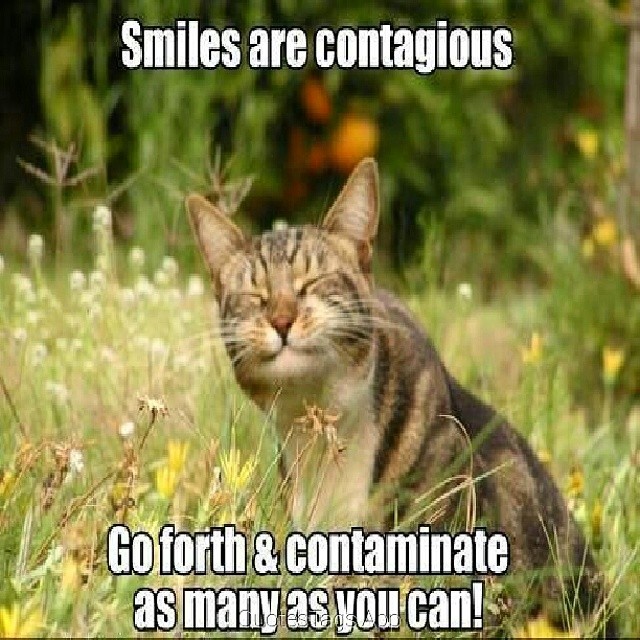 Smiles Are Contagious Funny Cat Smiley Meme